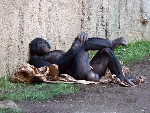 Los gorilas regresan a la política Los gorilas regresan a la política