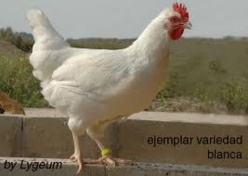 DEMOSTRADO..... ¡¡ DESCENDEMOS DE LAS GALLINAS !! (HUMOR GALLINÁCEO) DEMOSTRADO..... ¡¡ DESCENDEMOS DE LAS GALLINAS !! (HUMOR GALLINÁCEO)