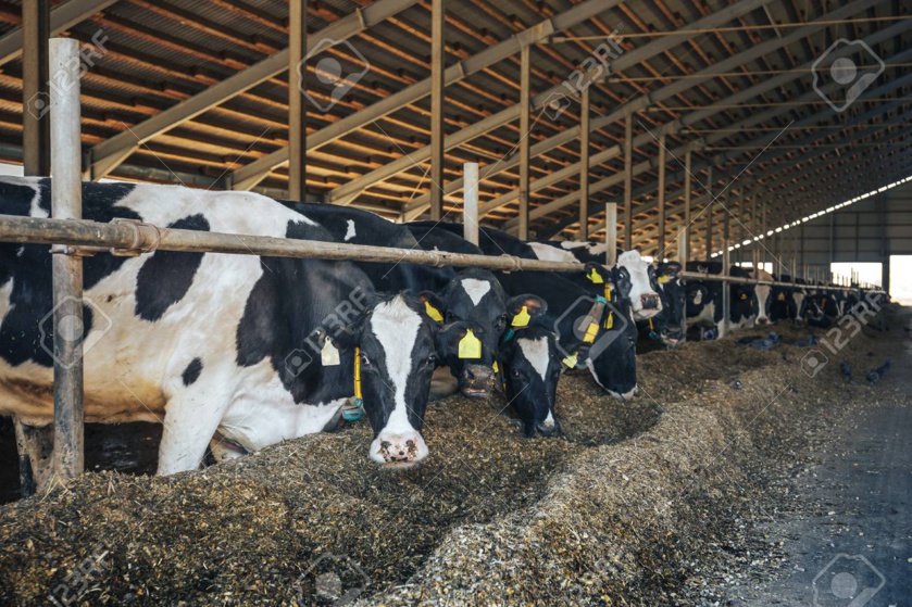 El inmenso y sucio pesebre español de Pedro Sánchez El inmenso y sucio pesebre español de Pedro Sánchez