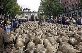 En España se exige hablar inglés para ser pastor de ovejas, pero al político no se le exige nada