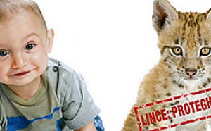 En España, el lince está más protegido que el bebé
