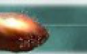 Los grandes éxitos de Voto en Blanco