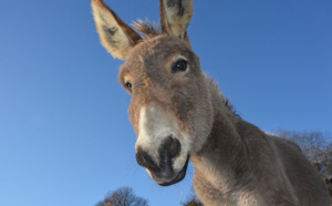 LA ERA DEL BURRO VOLADOR