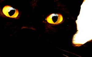 Portadores de mala suete: gatos negros, martes 13 y algunos humanos gafes  que lo desgracian todo