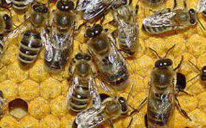 Despierten porque colmena está a punto de caer y los zánganos ya exterminan a las obreras rebeldes