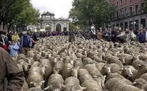 En España se exige hablar inglés para ser pastor de ovejas, pero al político no se le exige nada