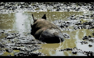 Rodrigo Rato detenido. Parece como si Dios se hubiera marchado de España