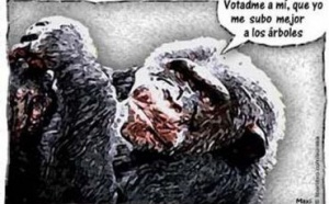 El gorila no es un animal de compañía