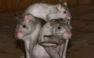 Pedro Sánchez es un dictador