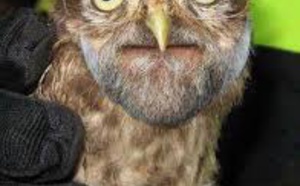 Votar al despilfarrador