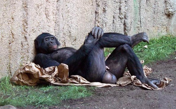 Los orangutanes vuelven a la política y la democracia está en peligro.