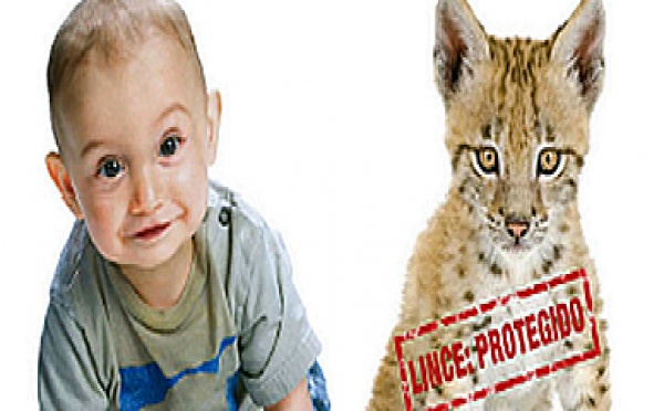 En España, el lince está más protegido que el bebé