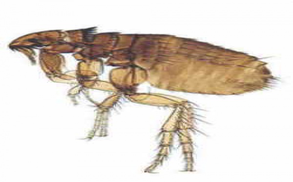 España y su plaga de "parásitos"