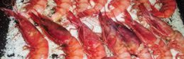 España: pelagambas y pagagambas