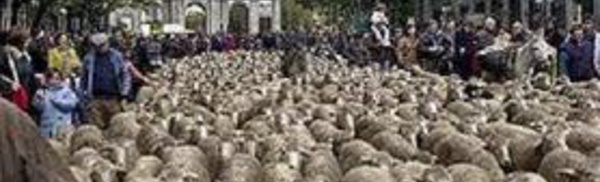 En España se exige hablar inglés para ser pastor de ovejas, pero al político no se le exige nada