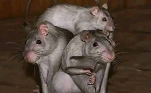 Pedro Sánchez es un dictador