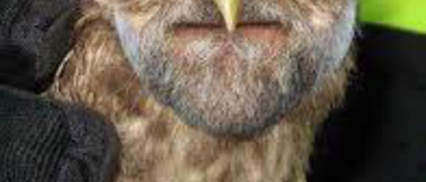 Votar al despilfarrador