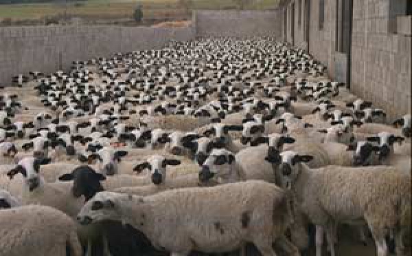 El 'rebaño' del Congreso abuchea a Rosa Díez